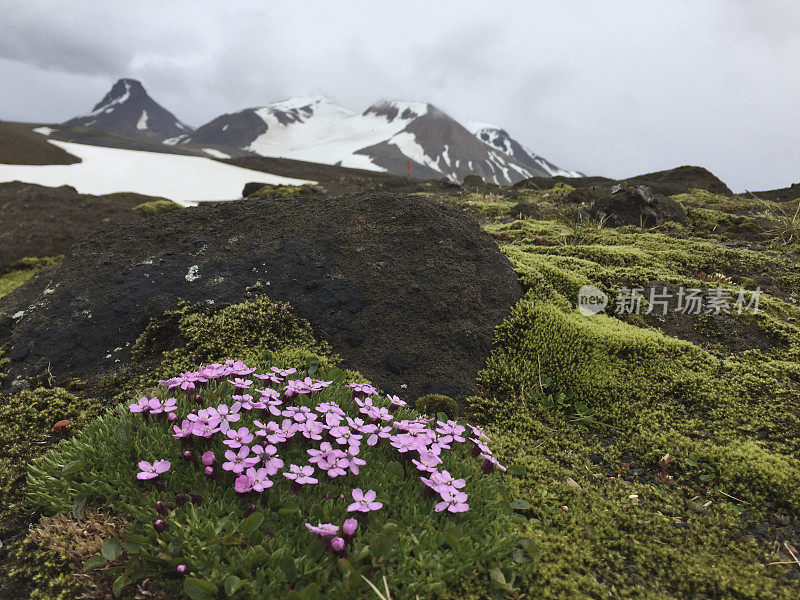 冰岛 Hveravellir 的冰岛 Silene Acaulis